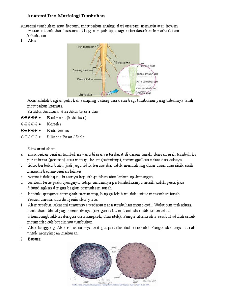 540+ Gambar Anatomi Hewan Dan Tumbuhan Terbaik