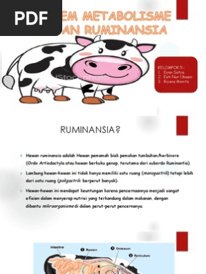 Metabolisme Ruminansia