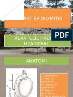 REFERAT Epididimiitis