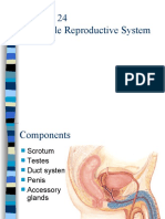 The Male Reproductive System