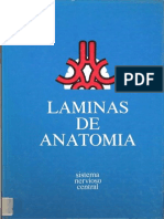 Laminas de Anatomia SNC