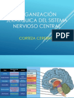 Niveles de Organización SNC