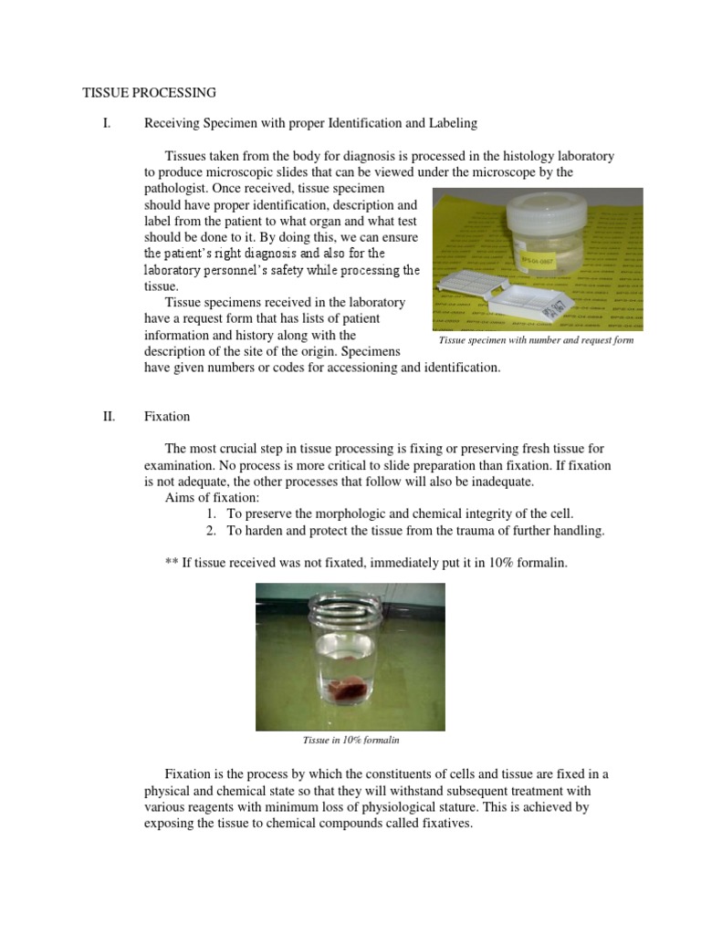Tissue Processing and Fixation Steps | PDF