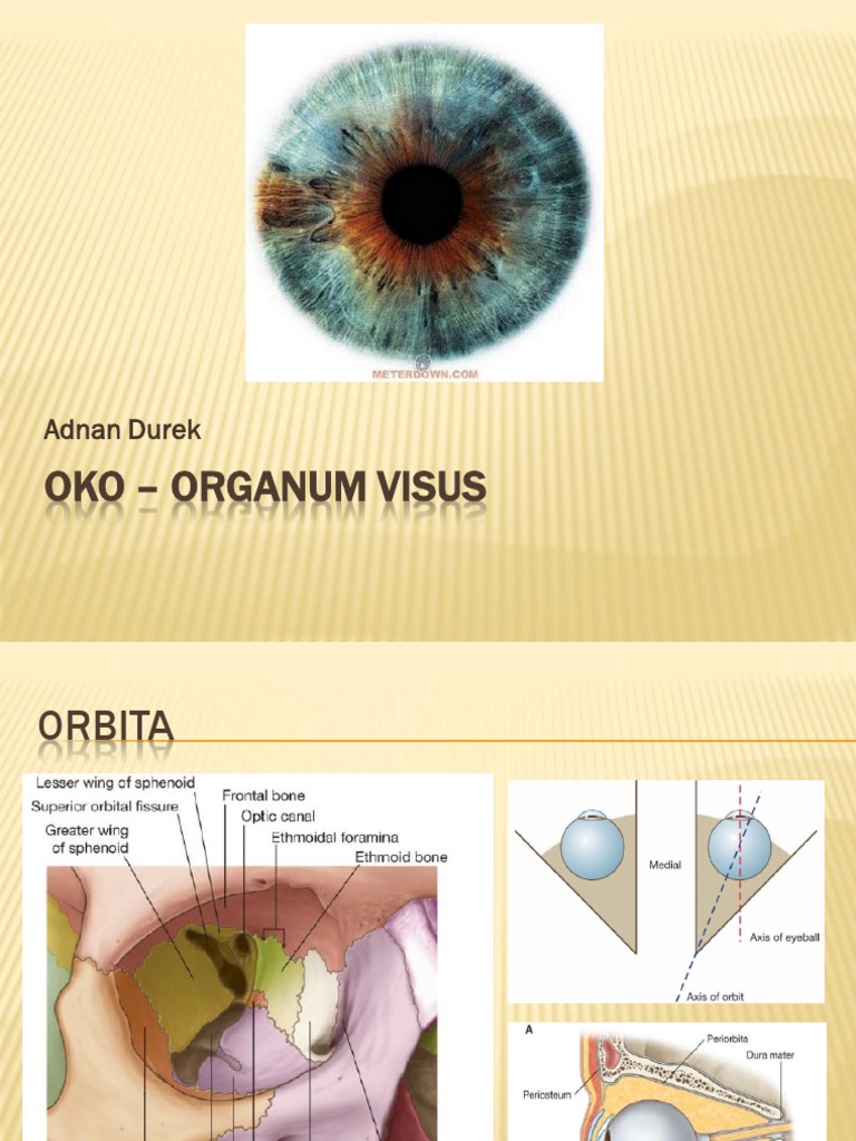 Anatomija Oka | PDF