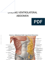 dinding abdomen 