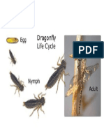Life Cycle of Dragonfly