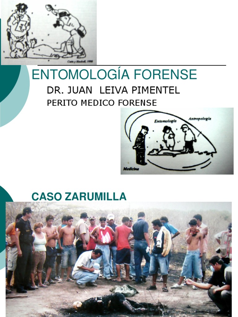 Entomología Forense: Insectos en Cadáveres | PDF | Descomposición | Mosca