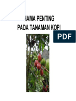 Hama pada Tanaman Kopi