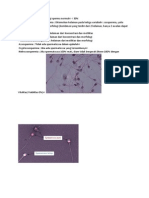 Teratozoospermia, Oligoasthenoteratozoospermia, dan Kelainan Lain pada Morfologi Sperma