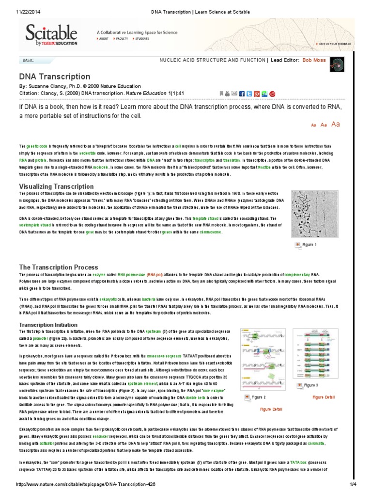 DNA Transcription - Learn Science at Scitable | PDF | Rna | Promoter ...