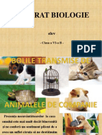 Boli Animale Companie