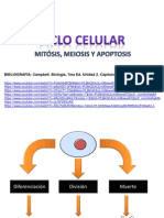 Ciclo Celular Mitosis Meiosis Apoptosis
