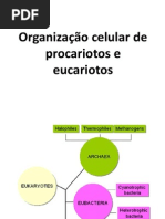 Organização Celular de Procariotos e Eucariotos