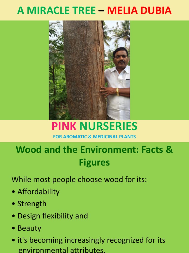 Melia Dubia: A Sustainable Plantation Guide | PDF | Plant Nursery | Wood