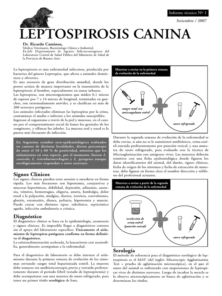 Leptospira Canina | PDF | Rata | Especialidades Medicas