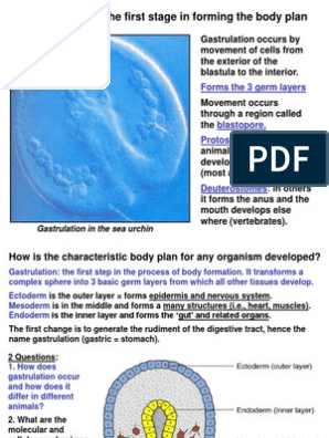 gastrulation biological zoology biology