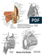 ShoulderAnatomyHandout2.pdf