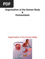 Lecture 2 - Homeostasis