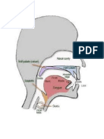 Articulation Diagram