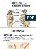 Endocrine Sytem Notes