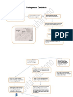 Pathogenesis Candidosis