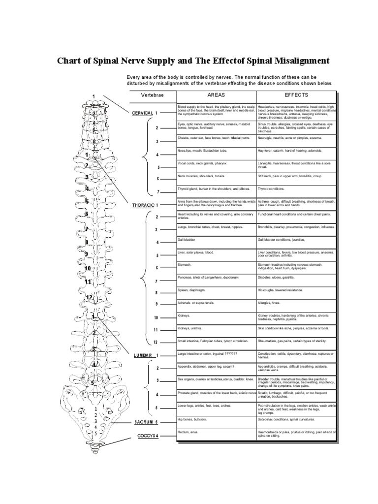 Effects of Spinal Misalignments Chart | PDF | Neck | Thorax