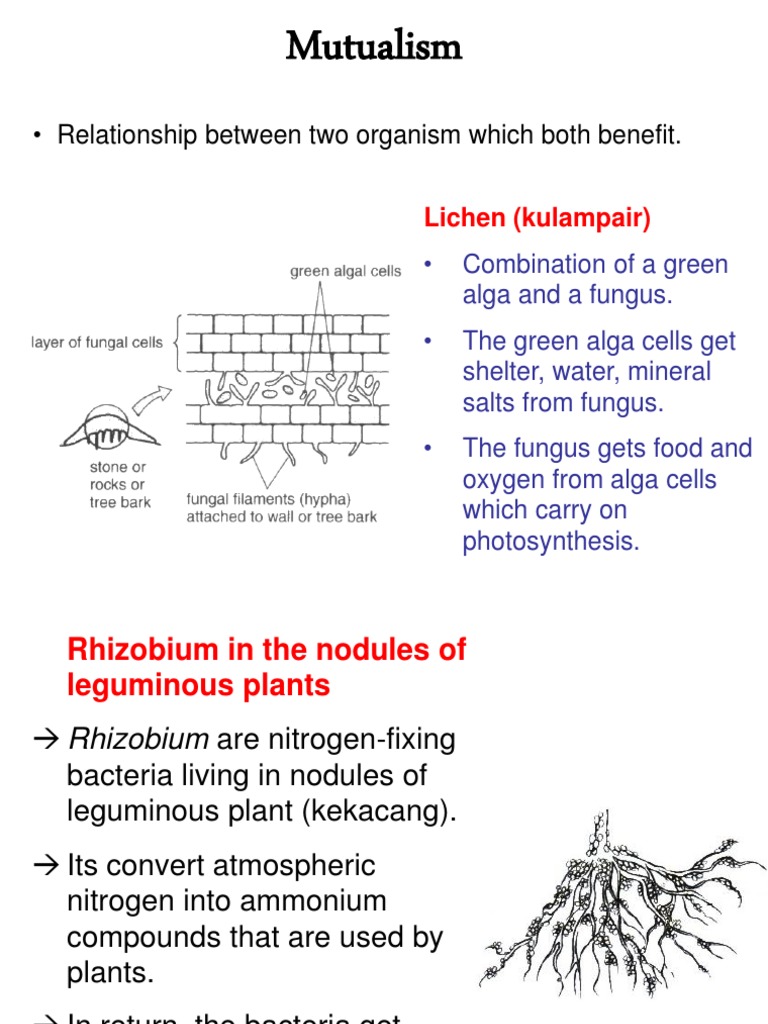 Mutualism Examples in Nature | PDF | Science & Mathematics