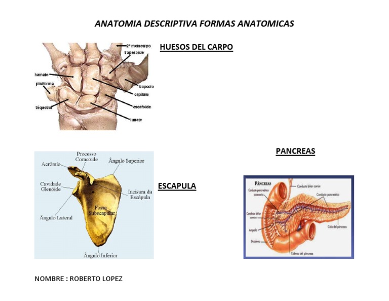 Huesos Del Carpo | PDF