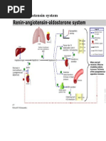 Renin - Angiotensin System RAS Renin - Angiotensin-Aldosterone System ...