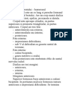 Anatomie Lucrare Practica, Curs 6