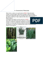 Espada-de-Ogum planta proteção purificação