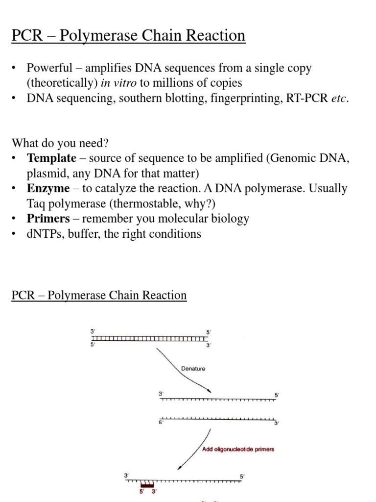PCR Basics: Amplifying DNA Efficiently | PDF | Science & Mathematics ...