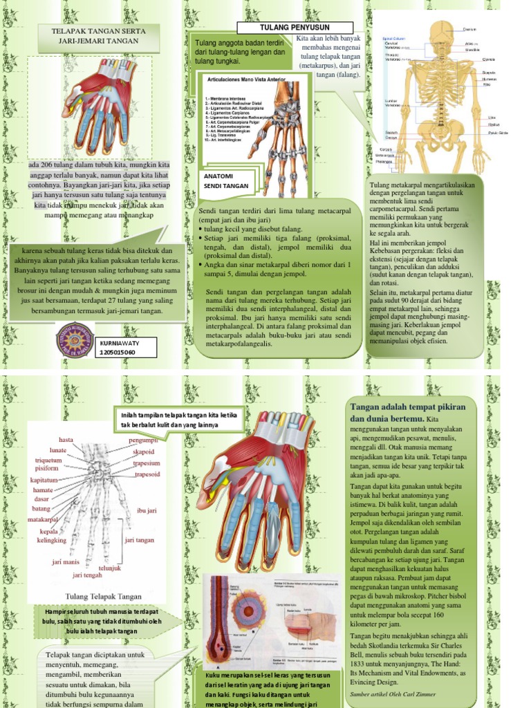 Anatomi  Telapak Tangan  Serta Jari  Anatomi  Telapak Tangan  Serta Jari