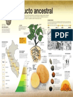 Infografía Papa: Producto Ancestral - Paloma Zuazo