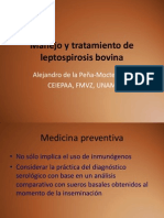 Manejo y Tratamiento de La Leptospirosis Bovina