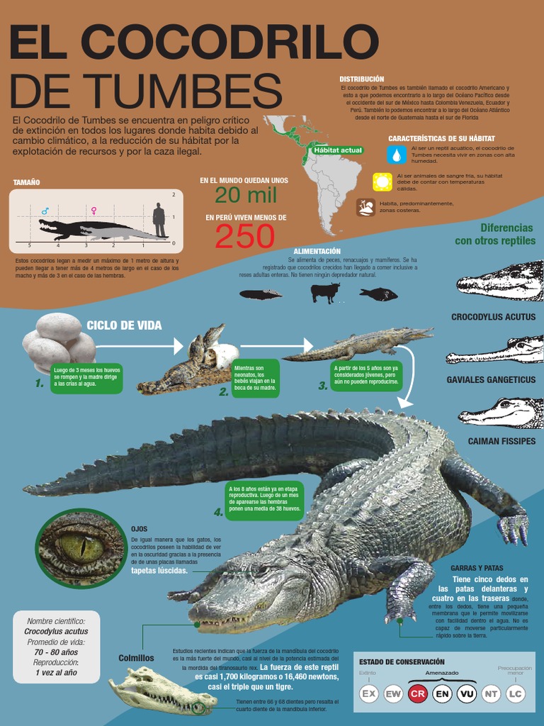 Infografía El Cocodrilo de Tumbes - Mariana Cortijo | PDF | Organismos |  Conservación