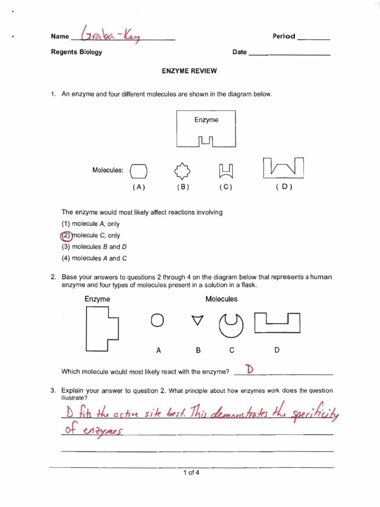 Enzymereview 20 Key  PDF  Enzyme  Organic Compounds Throughout Enzyme Review Worksheet Answers