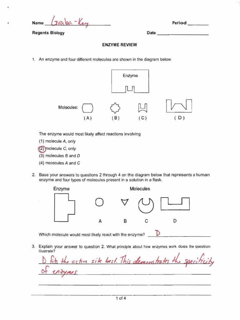 Enzymereview 22 Key  PDF  Enzyme  Organic Compounds Regarding Enzyme Review Worksheet Answers