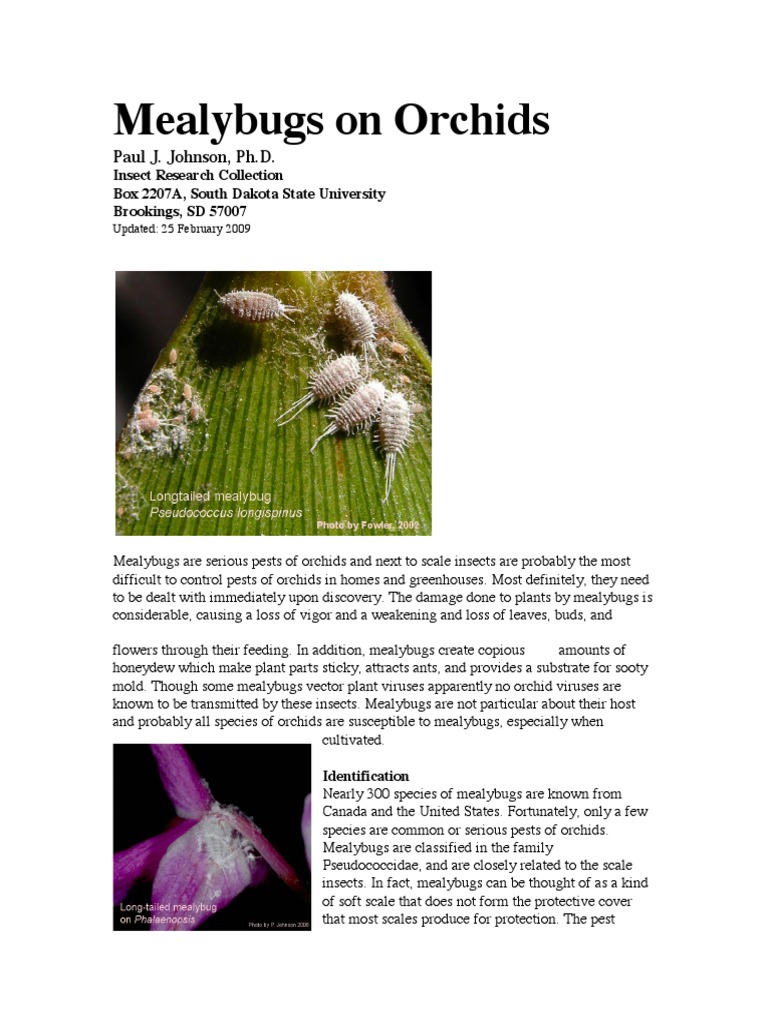 what kills mealybugs on orchids