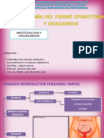 Anatomia Del Perine