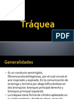 Tráquea