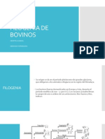 Filogenia de Bovinos