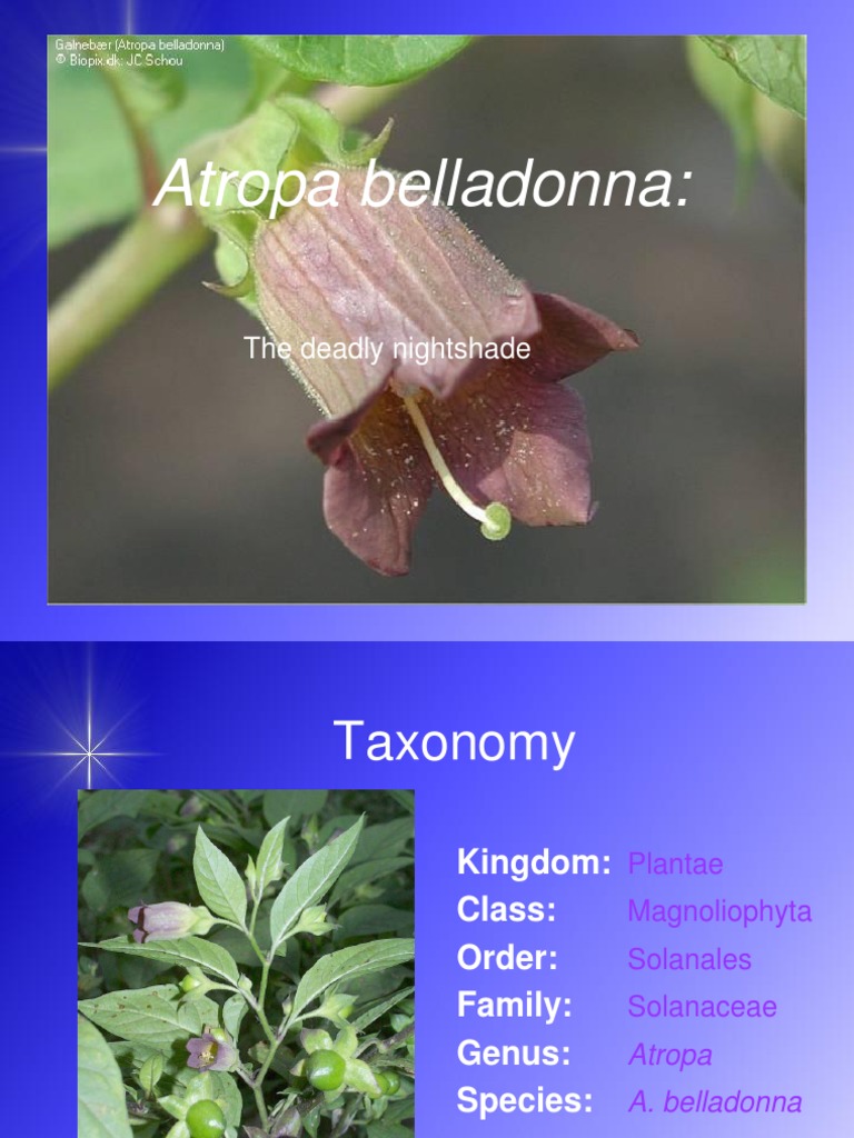 Atropa Belladonna: Uses and Morphology | PDF | Botany | Plants