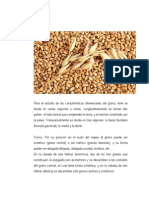 Grano Milenario, Cebada