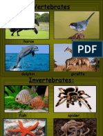 Vertebrates