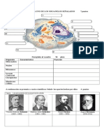 Prueba para Primero Celula