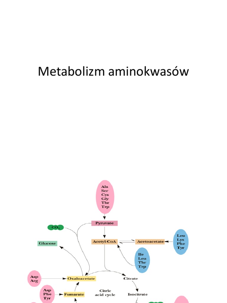 Co To Są Aminokwasy I Jaką Pełnią Funkcje Aminokwasy