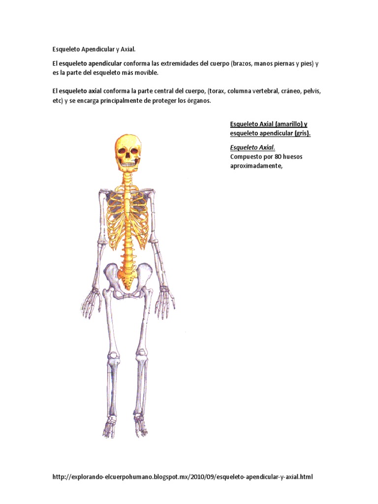 Esqueleto: Apendicular y Axial | PDF | Tórax | Mano, image size:768x1024