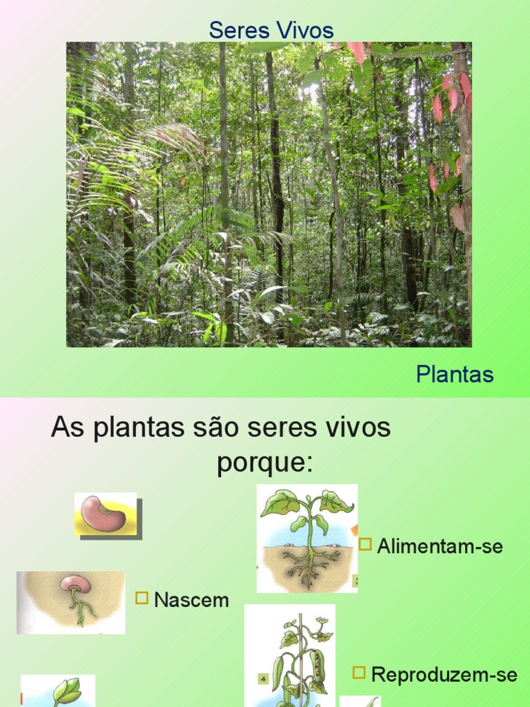 Plantas: Seres Vivos e Suas Funções | PDF