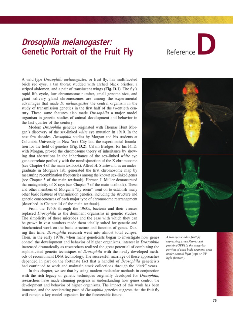 Drosophila Portrait Cell Biology Biotechnology